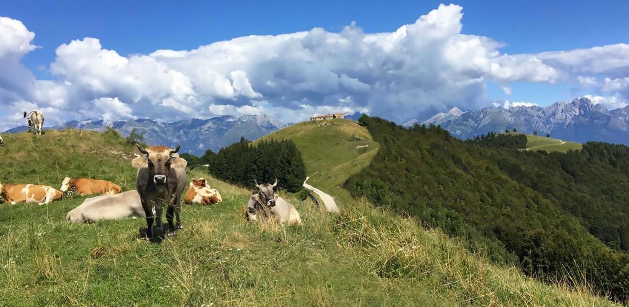 Casa Del Piol Fattoria Dei Fiori Leilighet Sospirolo Eksteriør bilde